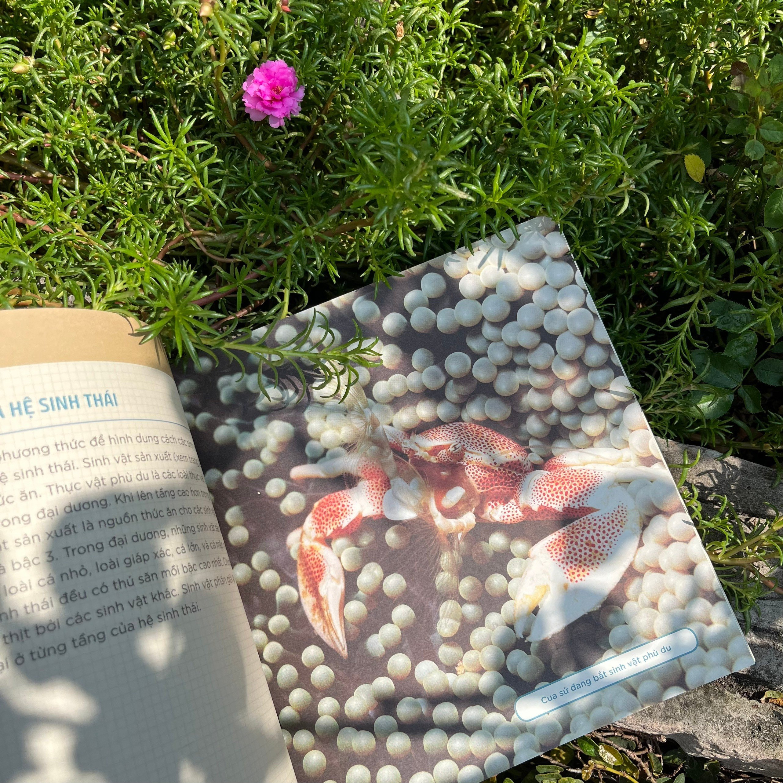 combo sách nhà khoa học nhí - tìm hiểu địa chất + trái đất của chúng ta (bộ 2 cuốn) - Ảnh 9