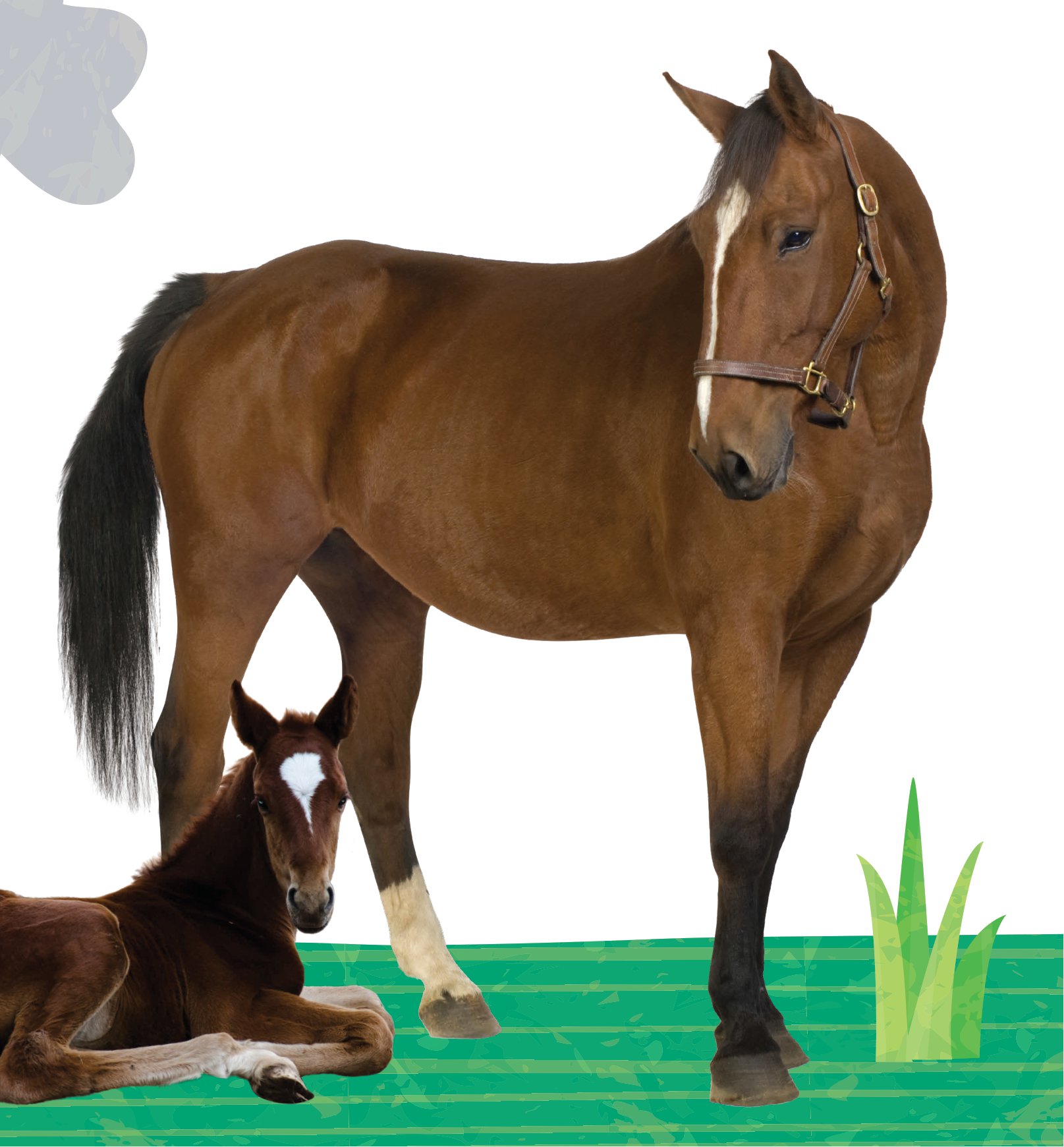 combo sách sách to ôm sách nhỏ - động vật ở nông trại + động vật ở trong rừng (dành cho trẻ từ 0-6 tuổi) (bộ 2 cuốn) - Ảnh 10