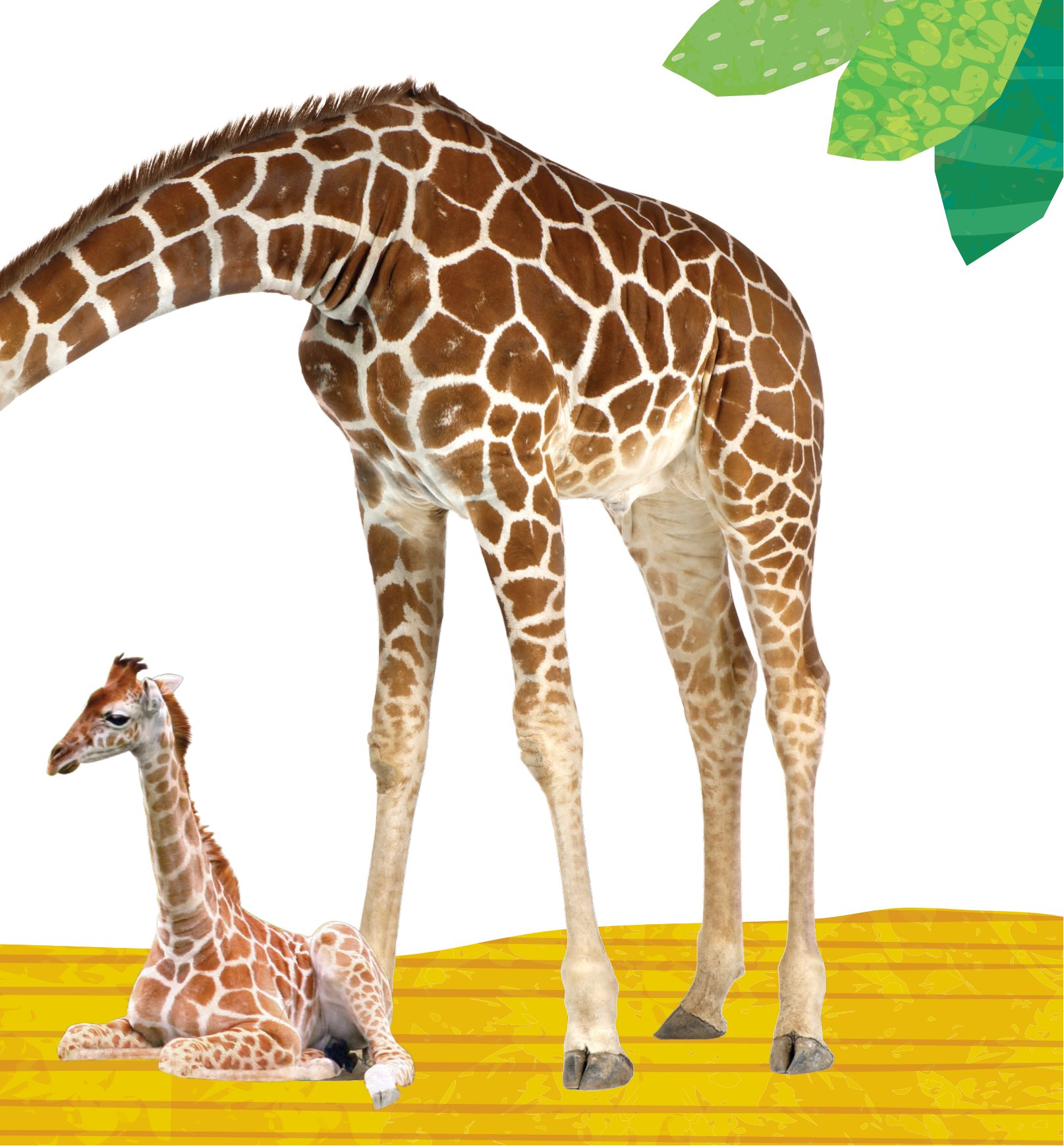 combo sách sách to ôm sách nhỏ - động vật ở nông trại + động vật ở trong rừng (dành cho trẻ từ 0-6 tuổi) (bộ 2 cuốn) - Ảnh 4