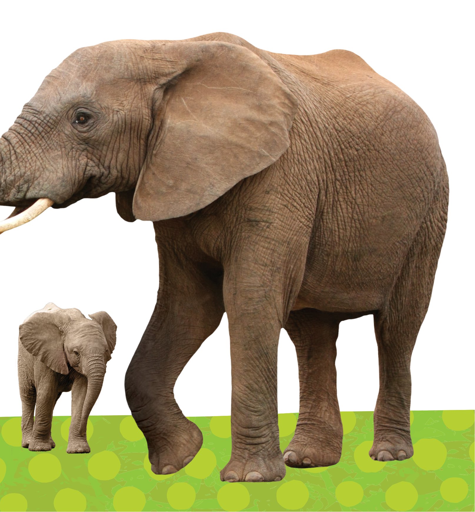 combo sách sách to ôm sách nhỏ - động vật ở nông trại + động vật ở trong rừng (dành cho trẻ từ 0-6 tuổi) (bộ 2 cuốn) - Ảnh 6