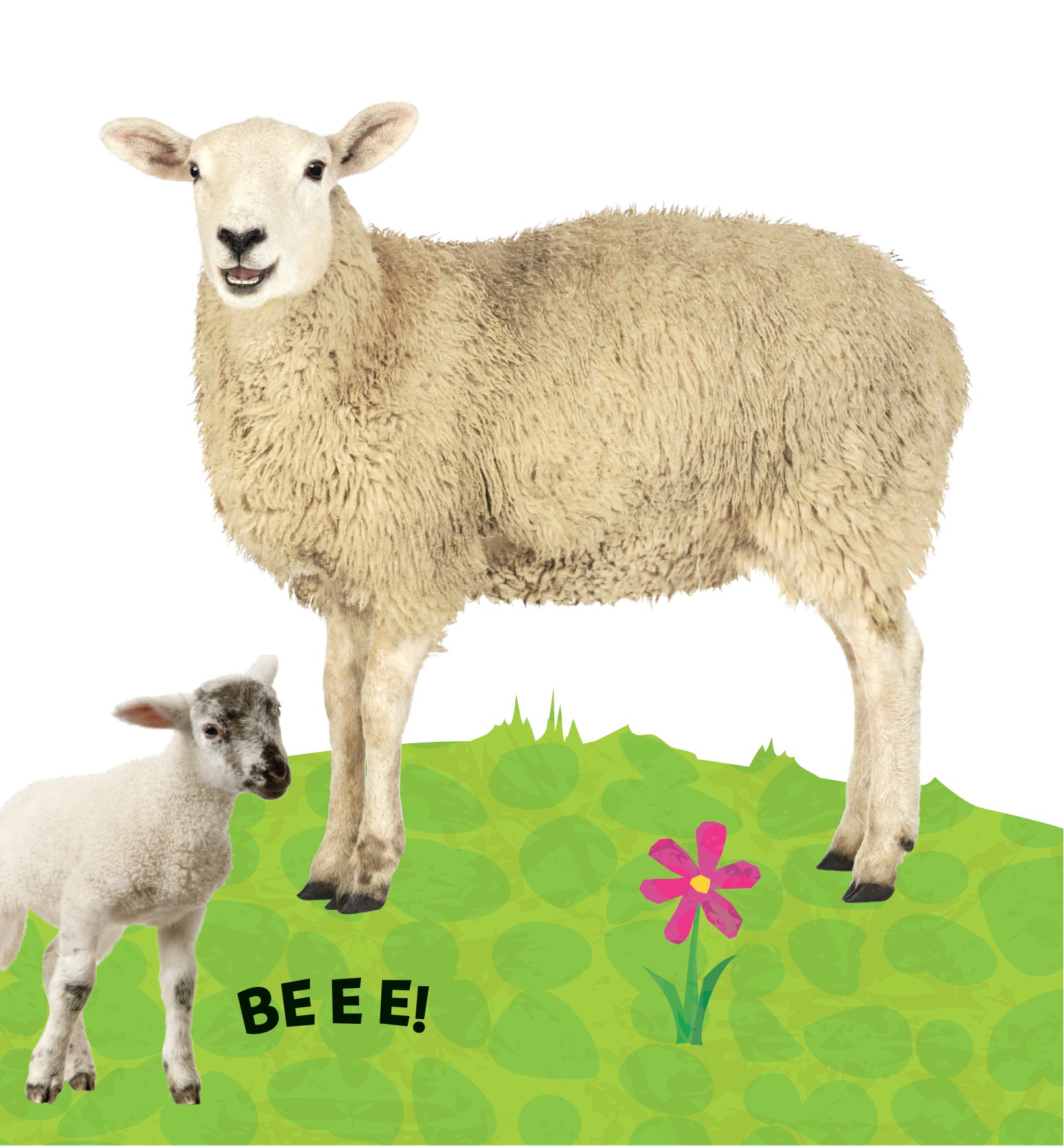 combo sách sách to ôm sách nhỏ - động vật ở nông trại + động vật ở trong rừng (dành cho trẻ từ 0-6 tuổi) (bộ 2 cuốn) - Ảnh 8