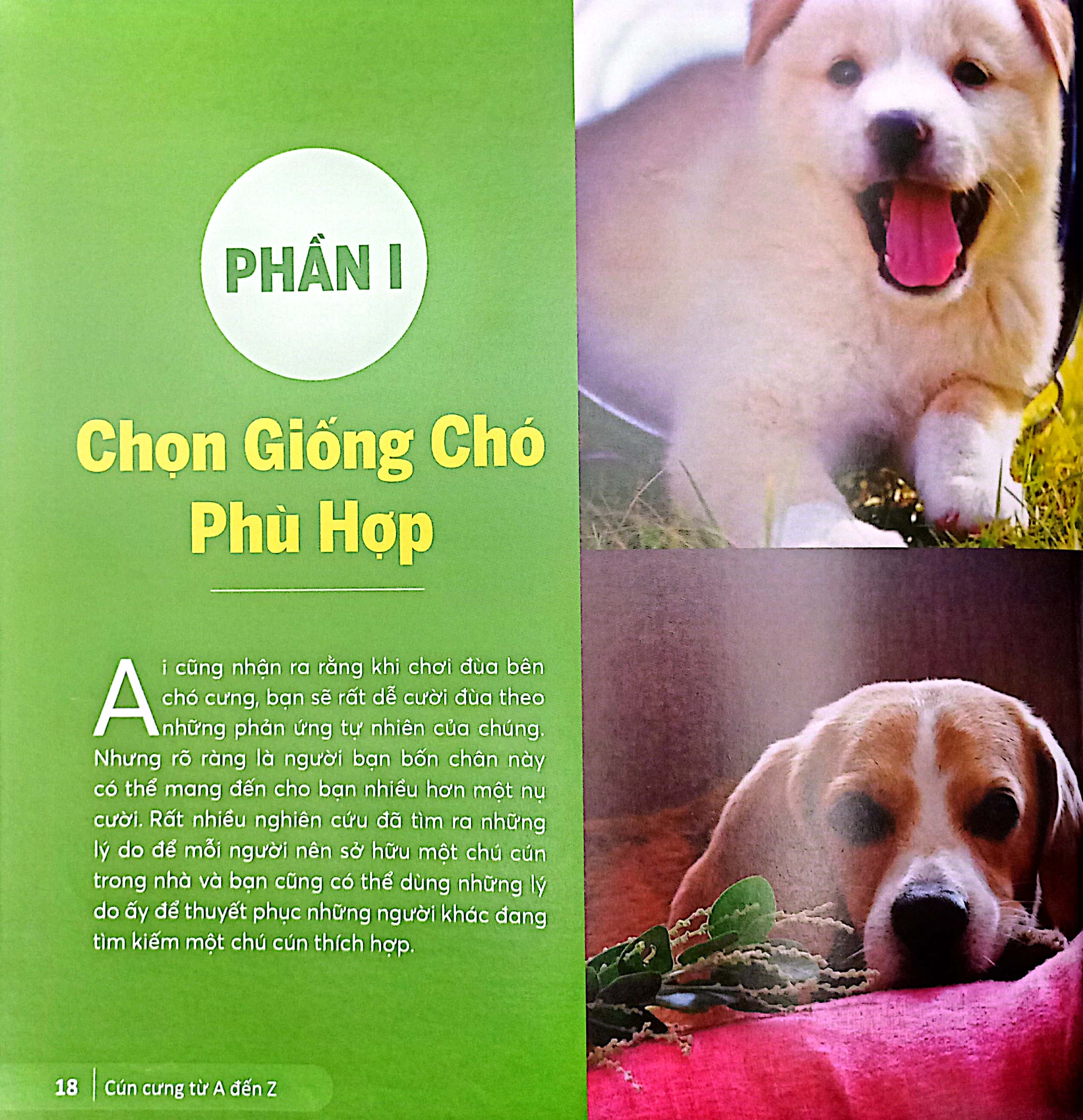 cún cưng a đến z - những bí quyết giúp cún cưng khỏe mạnh và hạnh phúc - Ảnh 5