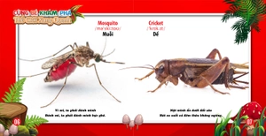 cùng bé khám phá thế giới xung quanh - côn trùng (sách song ngữ) - Ảnh 5