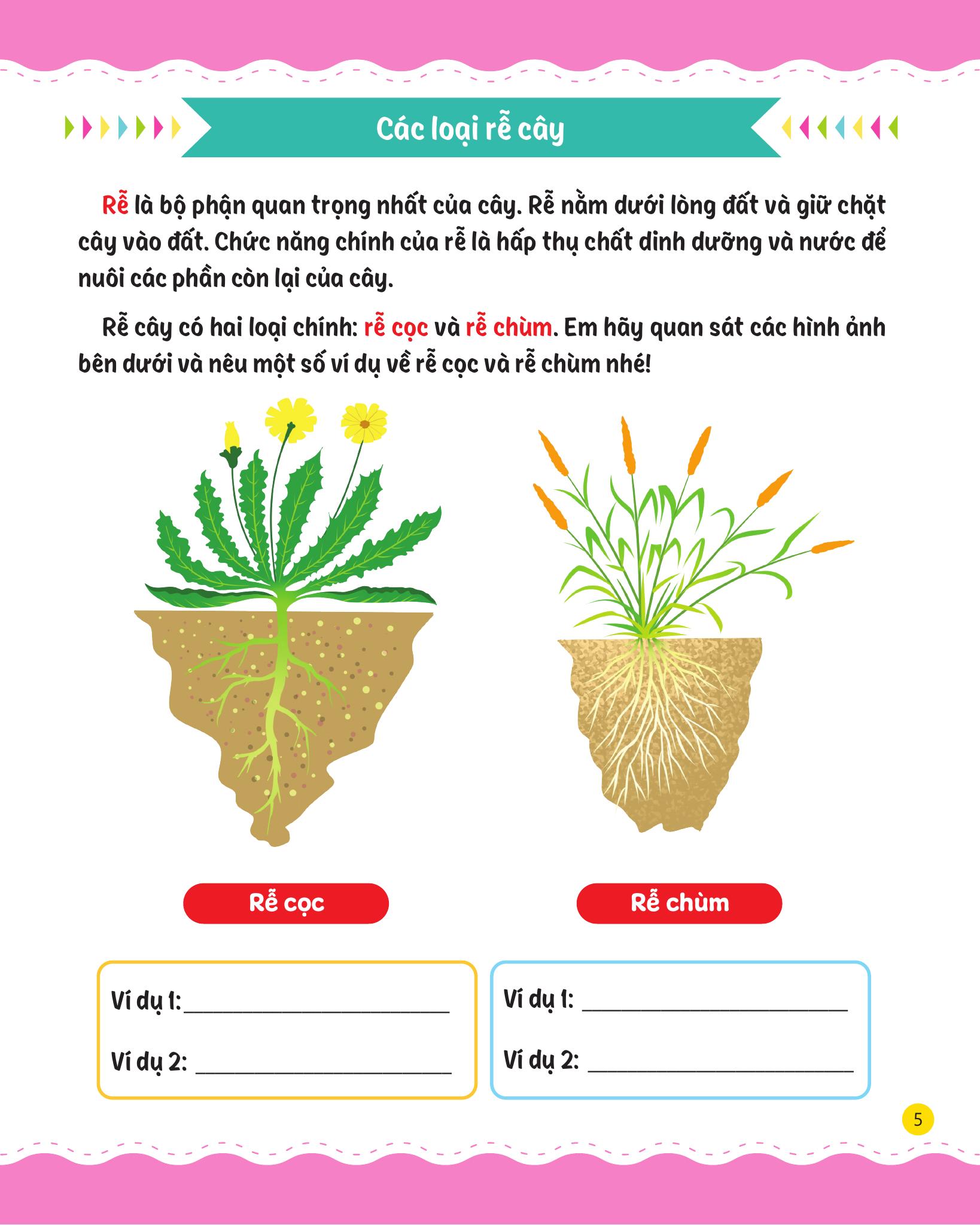 cùng em rèn luyện khoa học - nâng cao - Ảnh 7