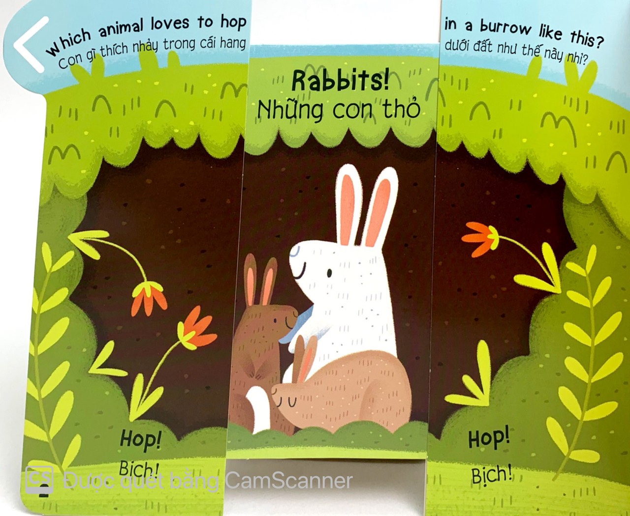 cùng kéo và nhìn: animals - các loài động vật - Ảnh 5