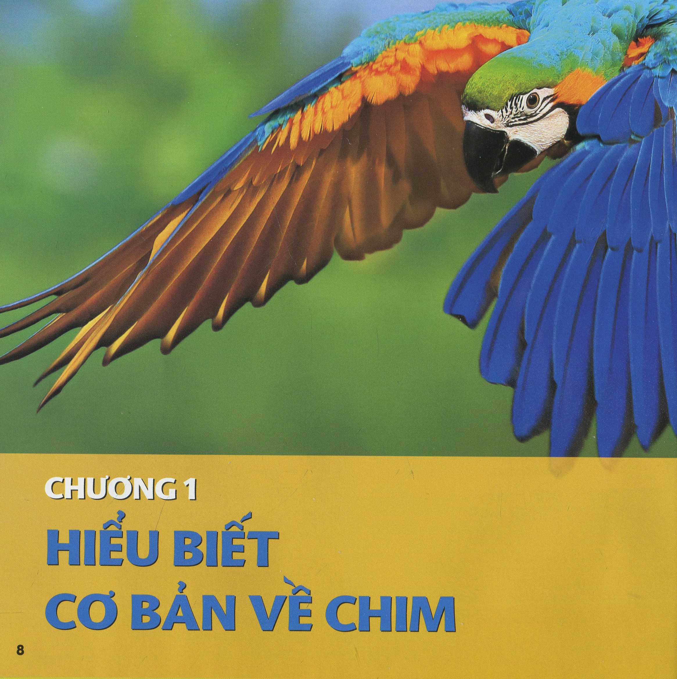 cuốn sách lớn đầu tiên của tớ - chim - bìa cứng (tái bản 2024) - Ảnh 5