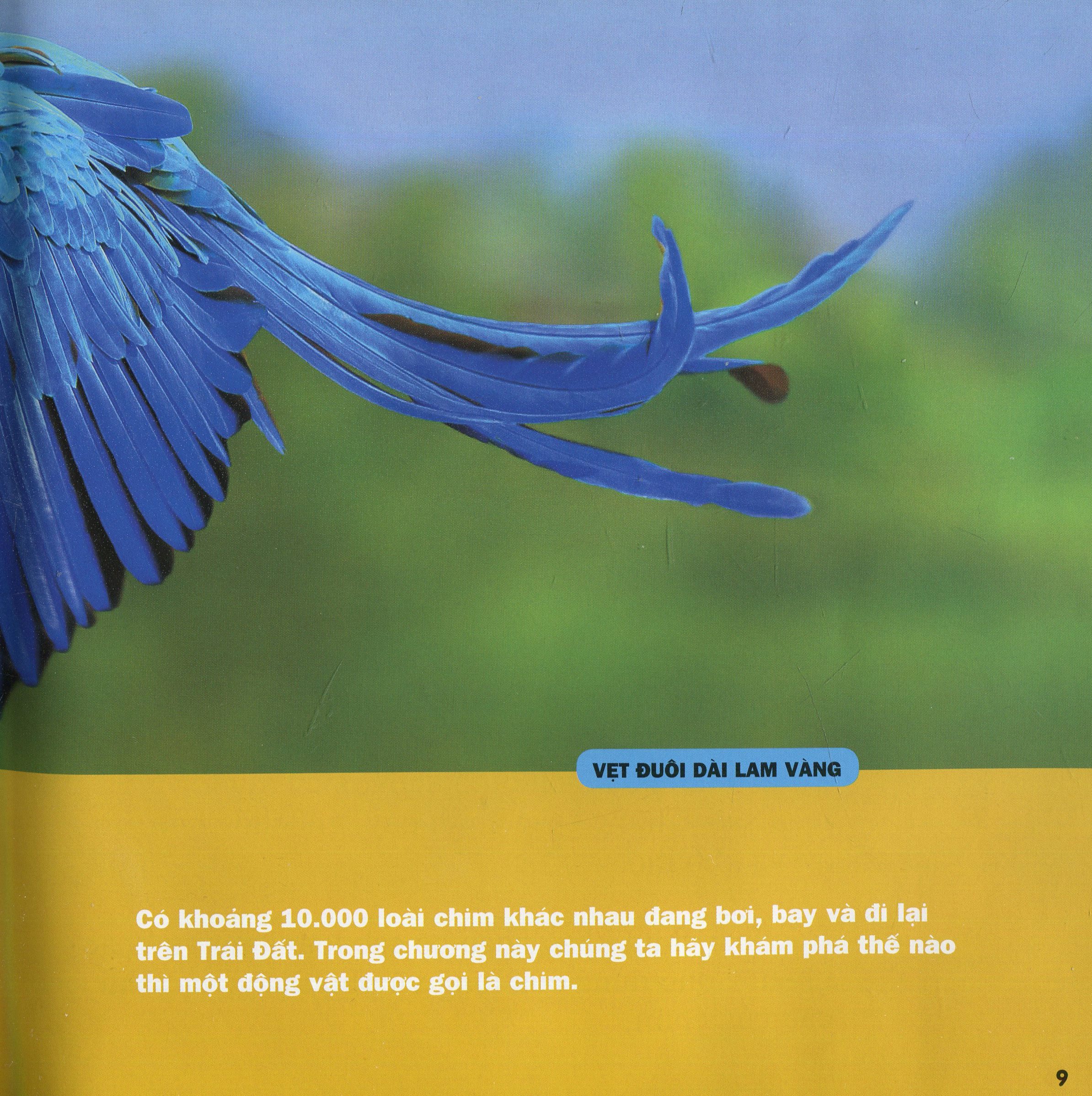 cuốn sách lớn đầu tiên của tớ - chim - bìa cứng (tái bản 2024) - Ảnh 6