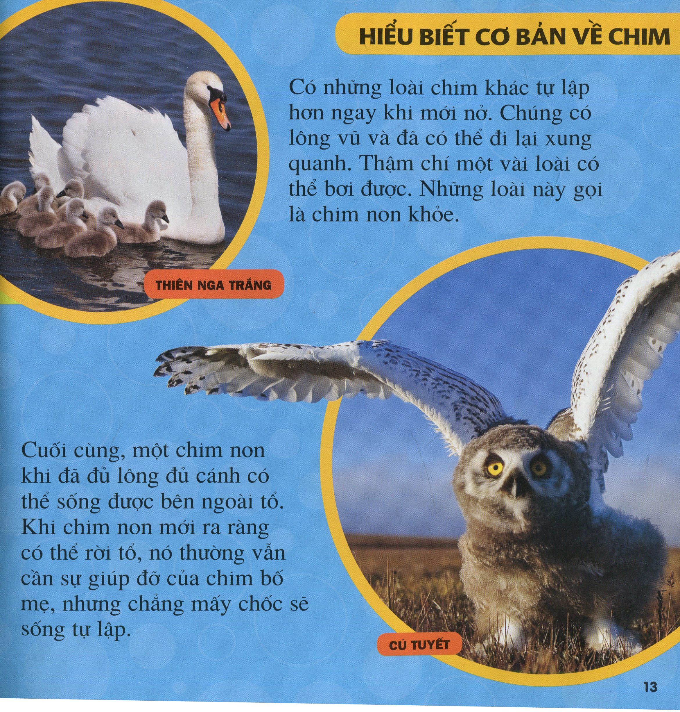 cuốn sách lớn đầu tiên của tớ - chim - bìa cứng (tái bản 2024) - Ảnh 8