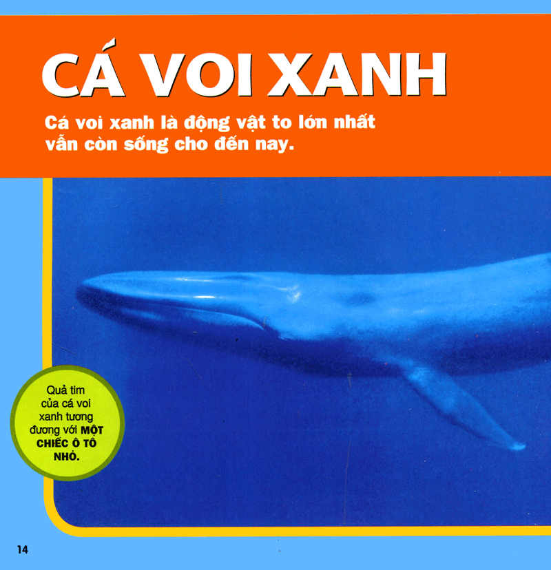 cuốn sách lớn đầu tiên của tớ - đại dương - bìa cứng (tái bản 2024) - Ảnh 11