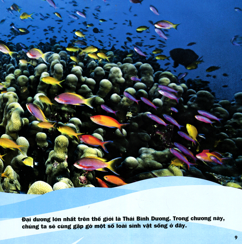 cuốn sách lớn đầu tiên của tớ - đại dương - bìa cứng (tái bản 2024) - Ảnh 6