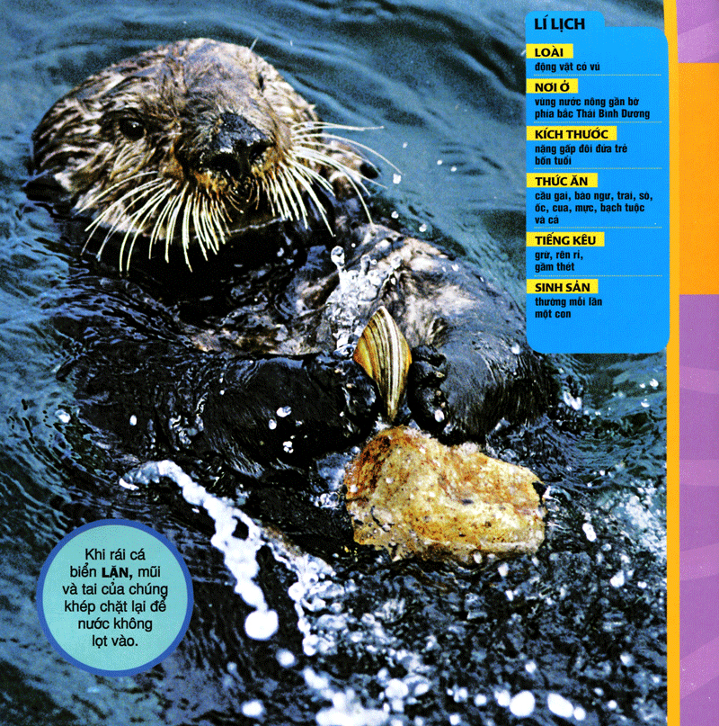 cuốn sách lớn đầu tiên của tớ - đại dương - bìa cứng (tái bản 2024) - Ảnh 7