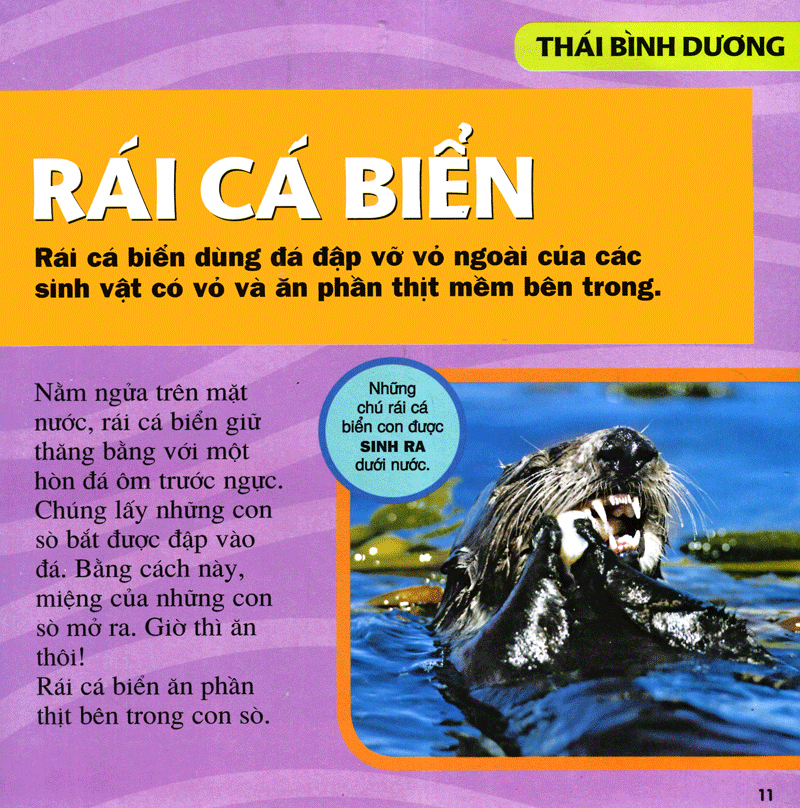 cuốn sách lớn đầu tiên của tớ - đại dương - bìa cứng (tái bản 2024) - Ảnh 8