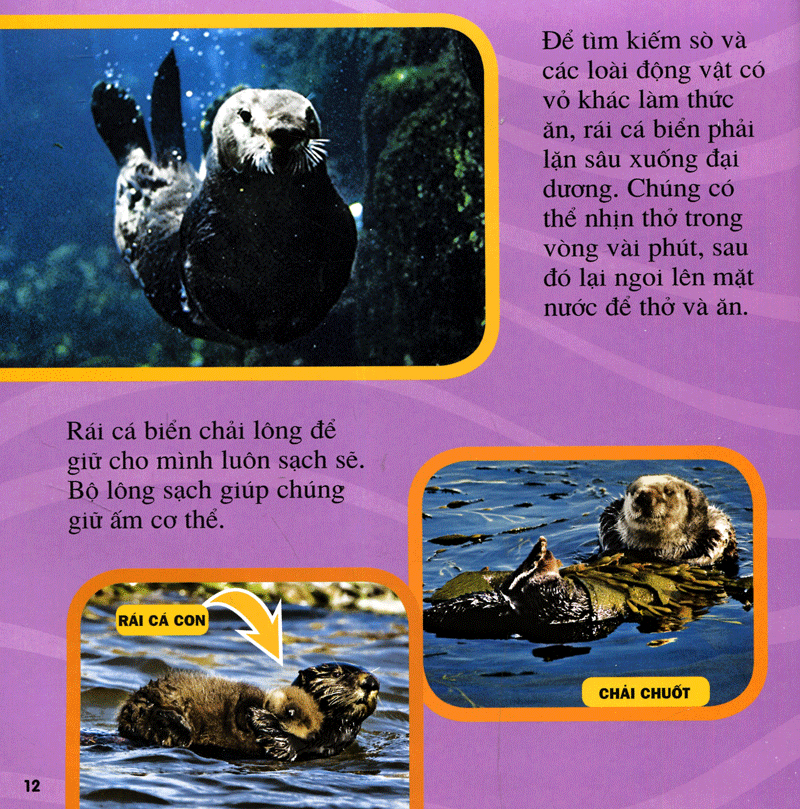 cuốn sách lớn đầu tiên của tớ - đại dương - bìa cứng (tái bản 2024) - Ảnh 9