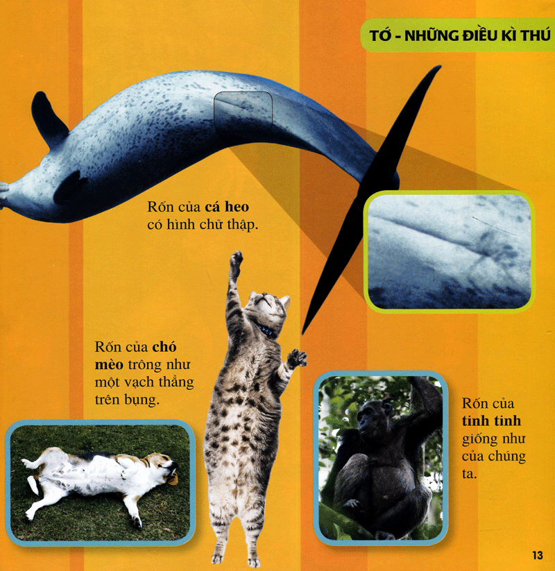 cuốn sách lớn đầu tiên của tớ - những câu hỏi tại sao - bìa cứng (tái bản 2024) - Ảnh 10