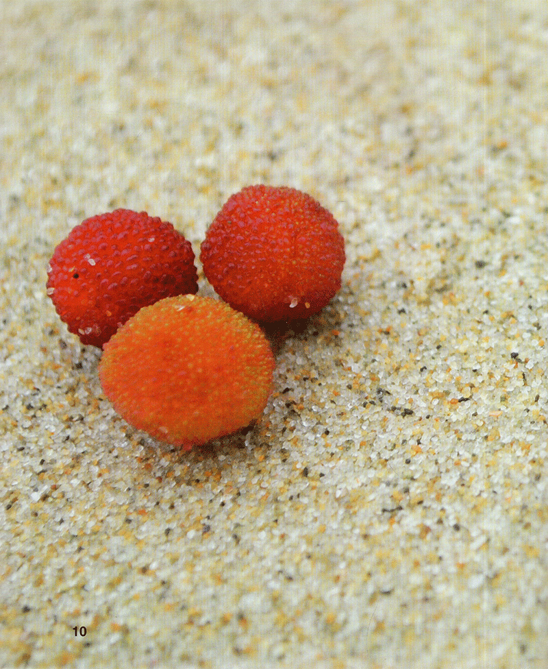 đá nhọn vực sâu - Ảnh 8