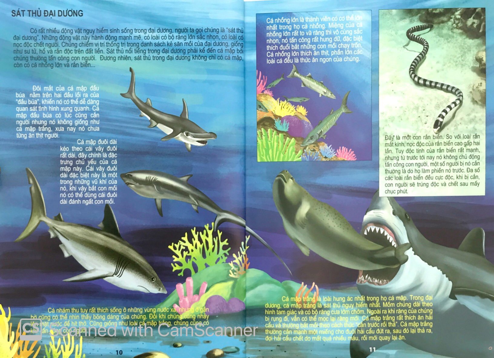 đại dương kỳ bí - thế giới động vật kỳ thú - Ảnh 8