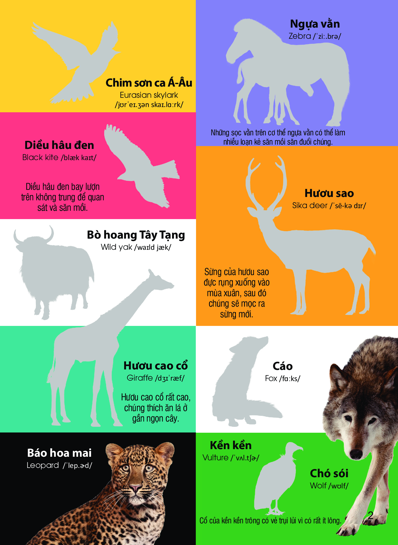 dán hình nhận biết động vật - động vật hoang dã (song ngữ việt-anh) - Ảnh 3