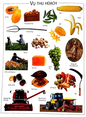 dán hình thông thái - nông trại - Ảnh 5