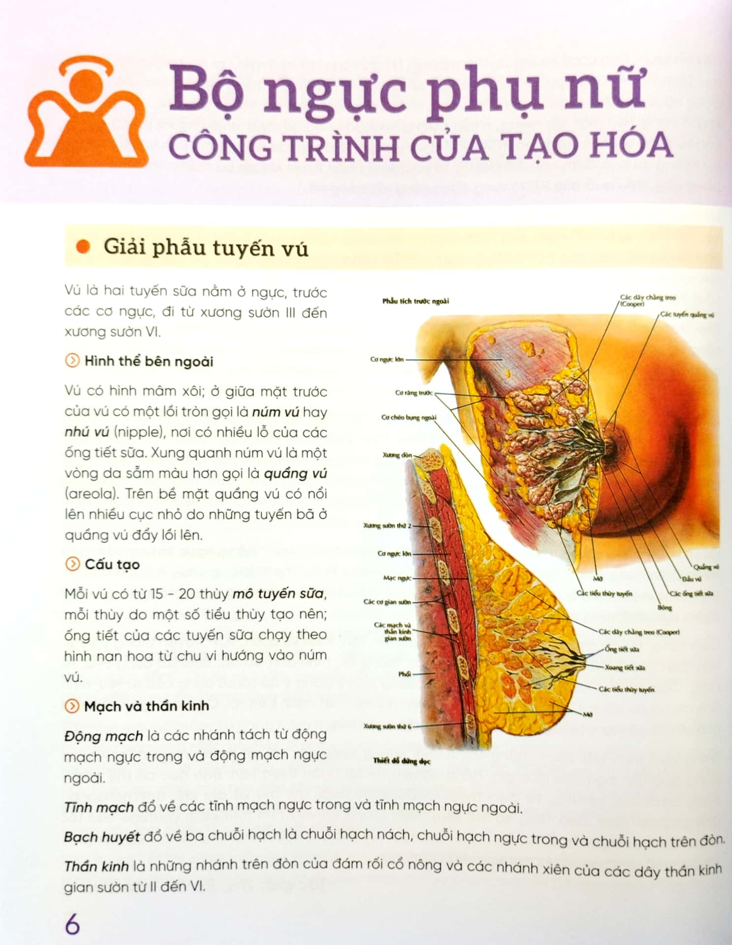 đẹp và an toàn trong phẫu thuật thẩm mỹ vùng ngực - Ảnh 4