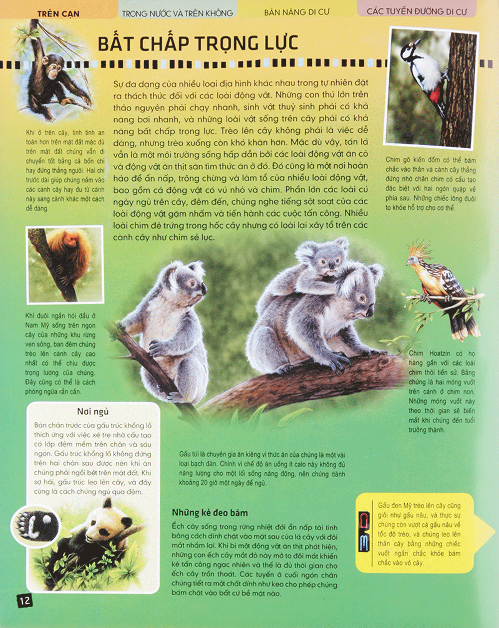 di chuyển và di cư - Ảnh 10