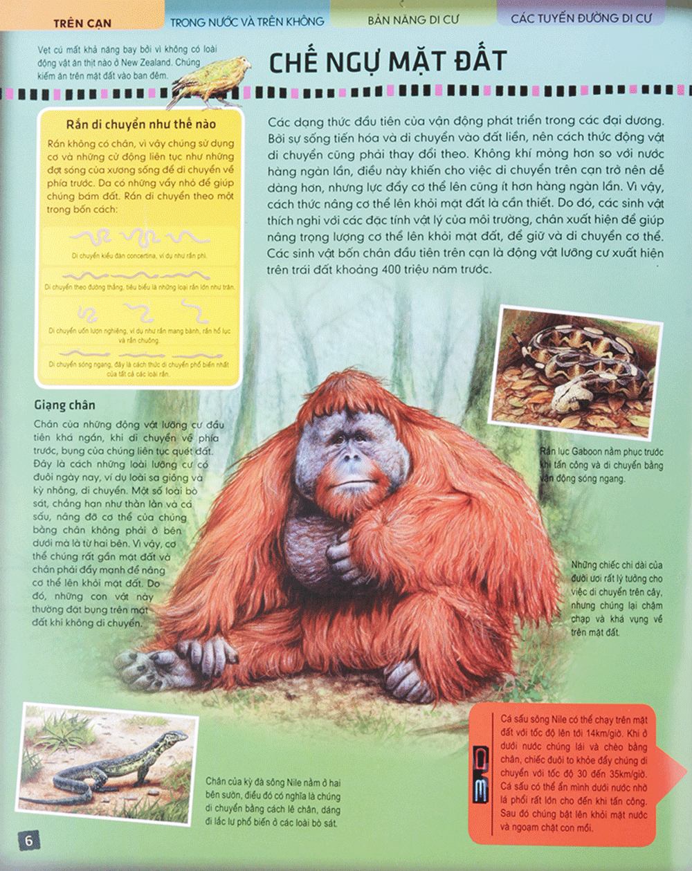 di chuyển và di cư - Ảnh 6