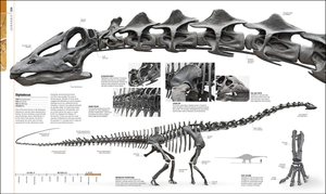 dinosaurs and prehistoric life - the definitive visual guide to prehistoric animals - Ảnh 3