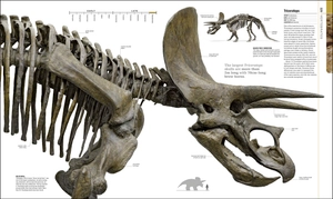 dinosaurs and prehistoric life - the definitive visual guide to prehistoric animals - Ảnh 7