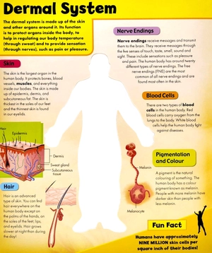 discover 3d human body - black cover - Ảnh 3