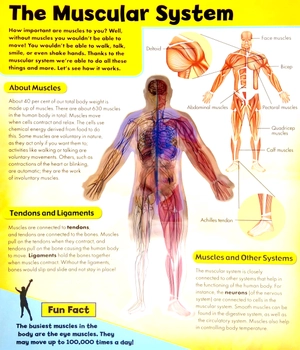 discover 3d human body - black cover - Ảnh 4