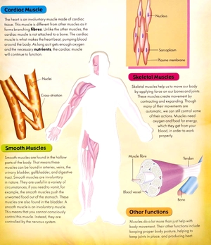 discover 3d human body - black cover - Ảnh 5