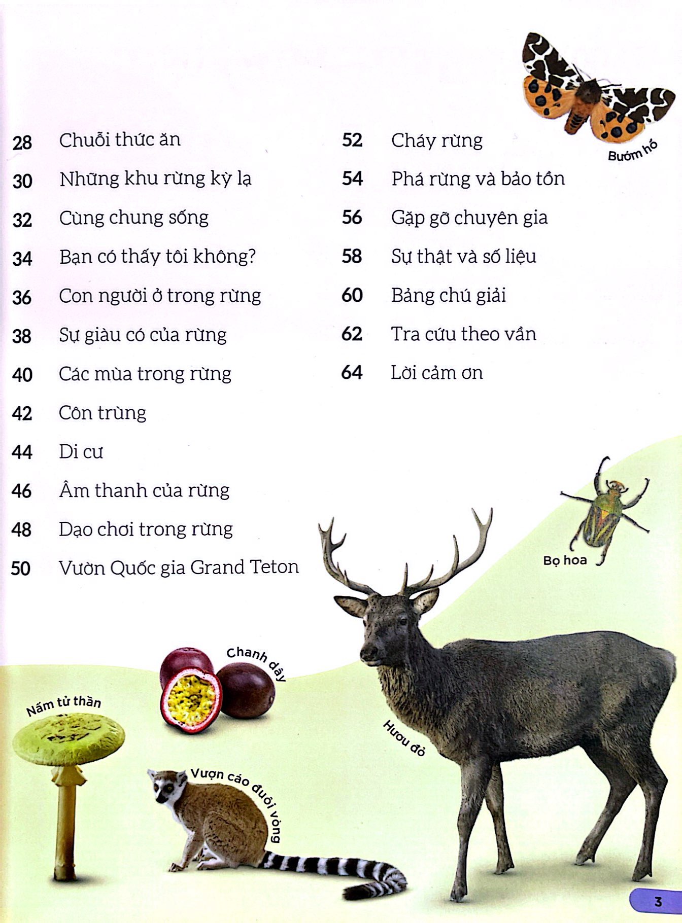 dkfindout - những điều sách giáo khoa không dạy bạn - rừng - Ảnh 4