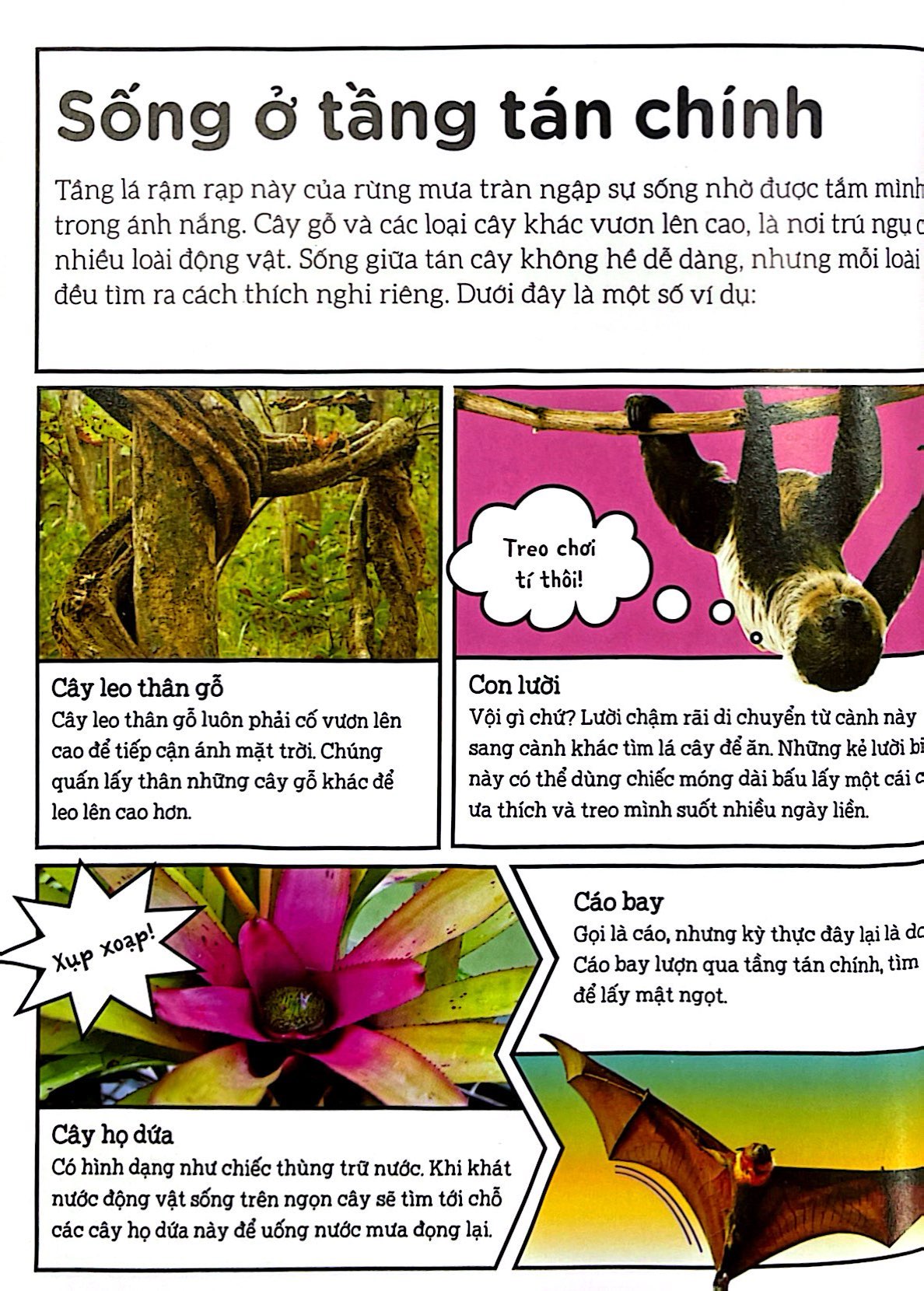 dkfindout - những điều sách giáo khoa không dạy bạn - rừng - Ảnh 5