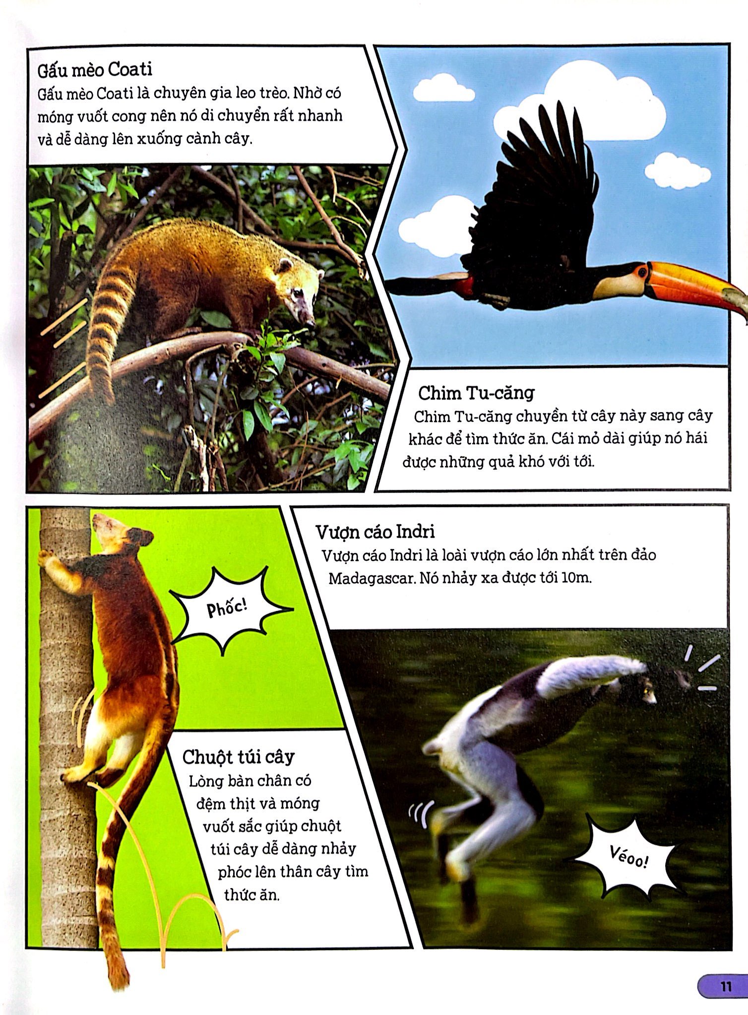 dkfindout - những điều sách giáo khoa không dạy bạn - rừng - Ảnh 6