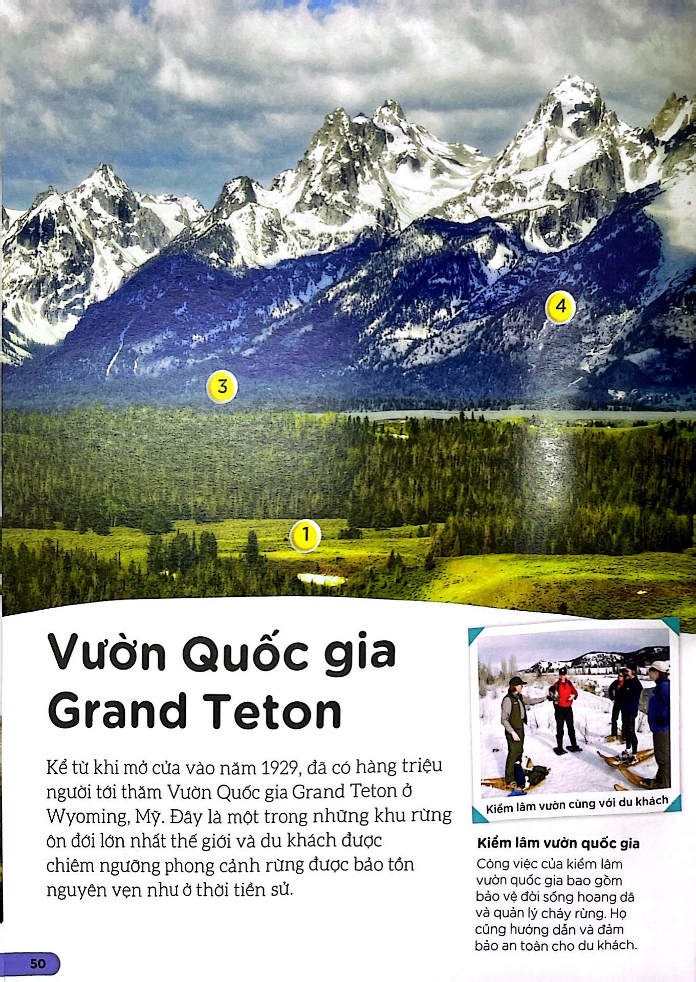 dkfindout - những điều sách giáo khoa không dạy bạn - rừng - Ảnh 7