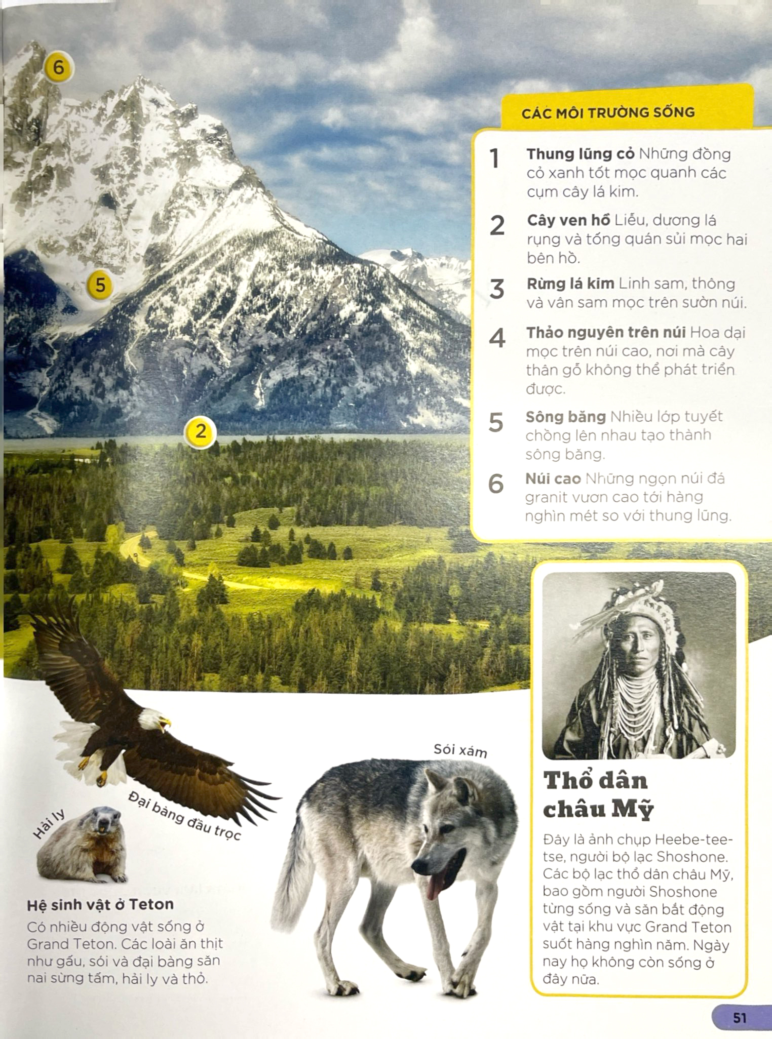 dkfindout - những điều sách giáo khoa không dạy bạn - rừng - Ảnh 8