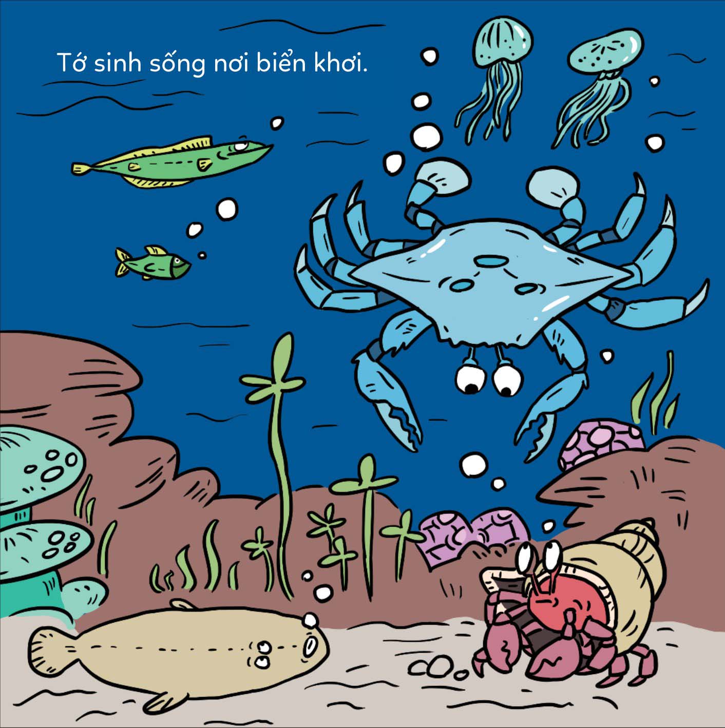 đố em phân biệt! - cua bơi và cua lông - Ảnh 4