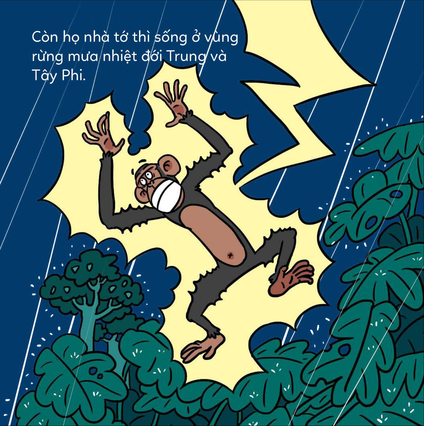 đố em phân biệt! - khỉ đột và tinh tinh - Ảnh 5