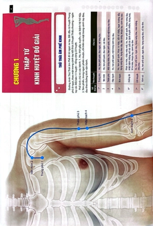 đồ giải kinh lạc huyệt vị - nữ giới - Ảnh 4