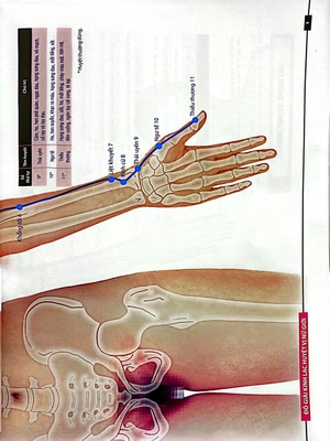 đồ giải kinh lạc huyệt vị - nữ giới - Ảnh 5