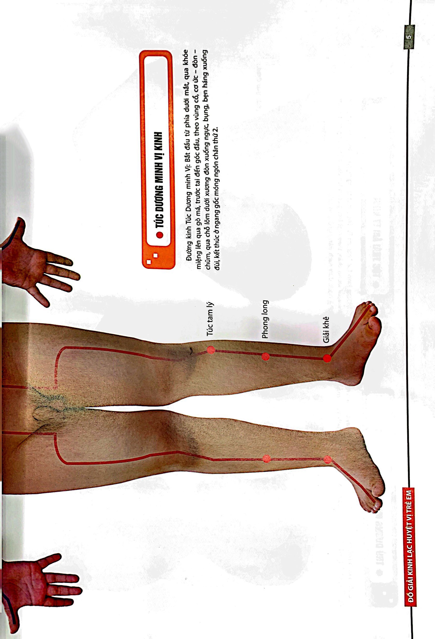 đồ giải kinh lạc huyệt vị - trẻ em - Ảnh 5