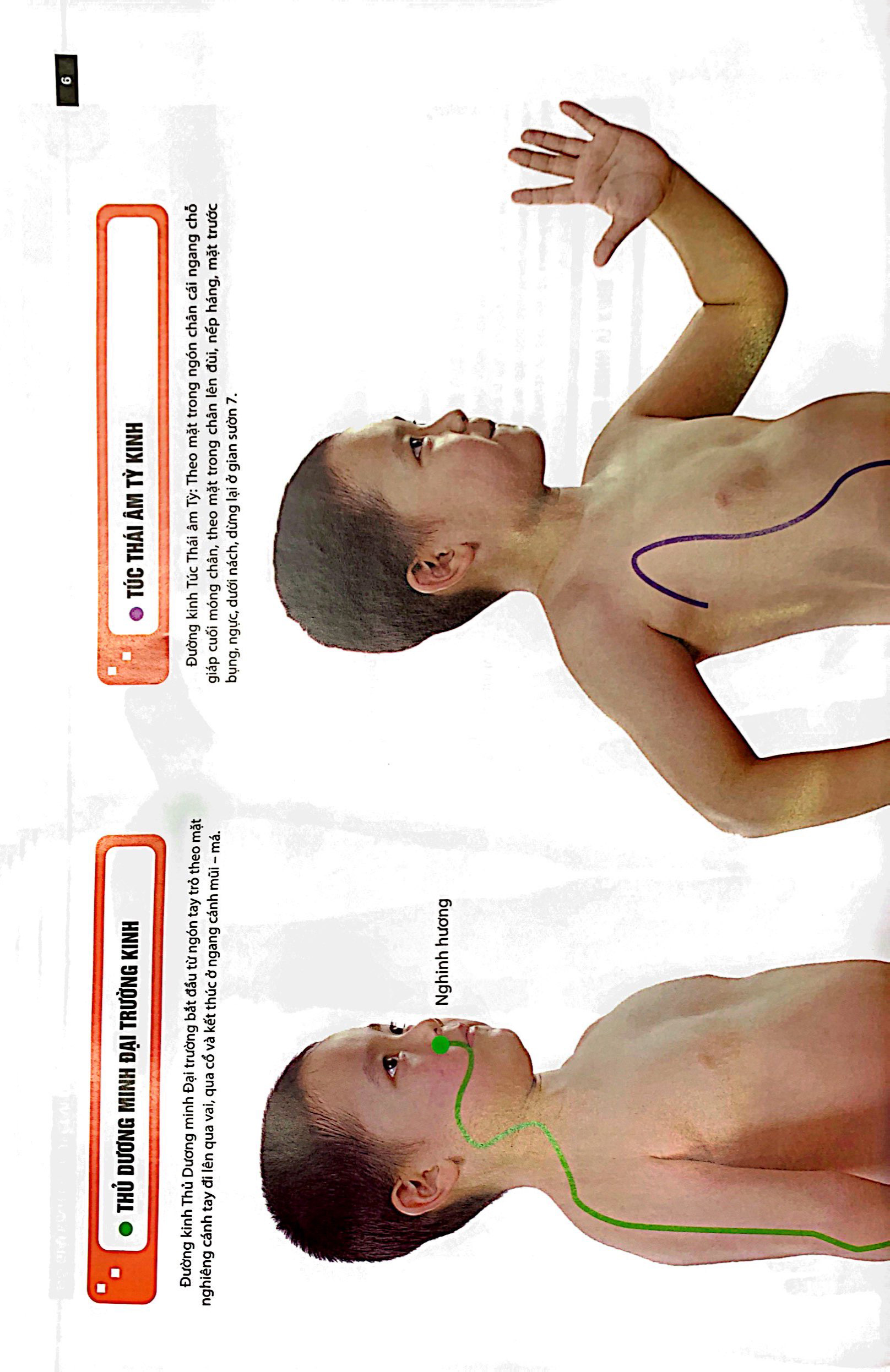 đồ giải kinh lạc huyệt vị - trẻ em - Ảnh 6