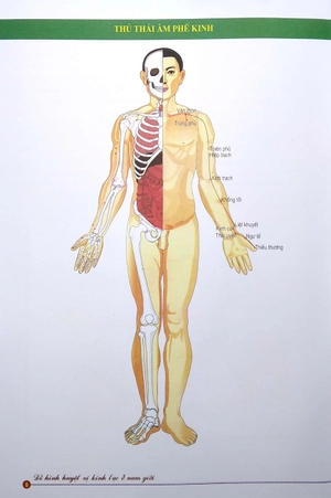 đồ hình huyệt vị kinh lạc ở nam giới - Ảnh 5
