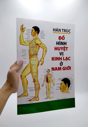 đồ hình huyệt vị kinh lạc ở nam giới - Ảnh 7