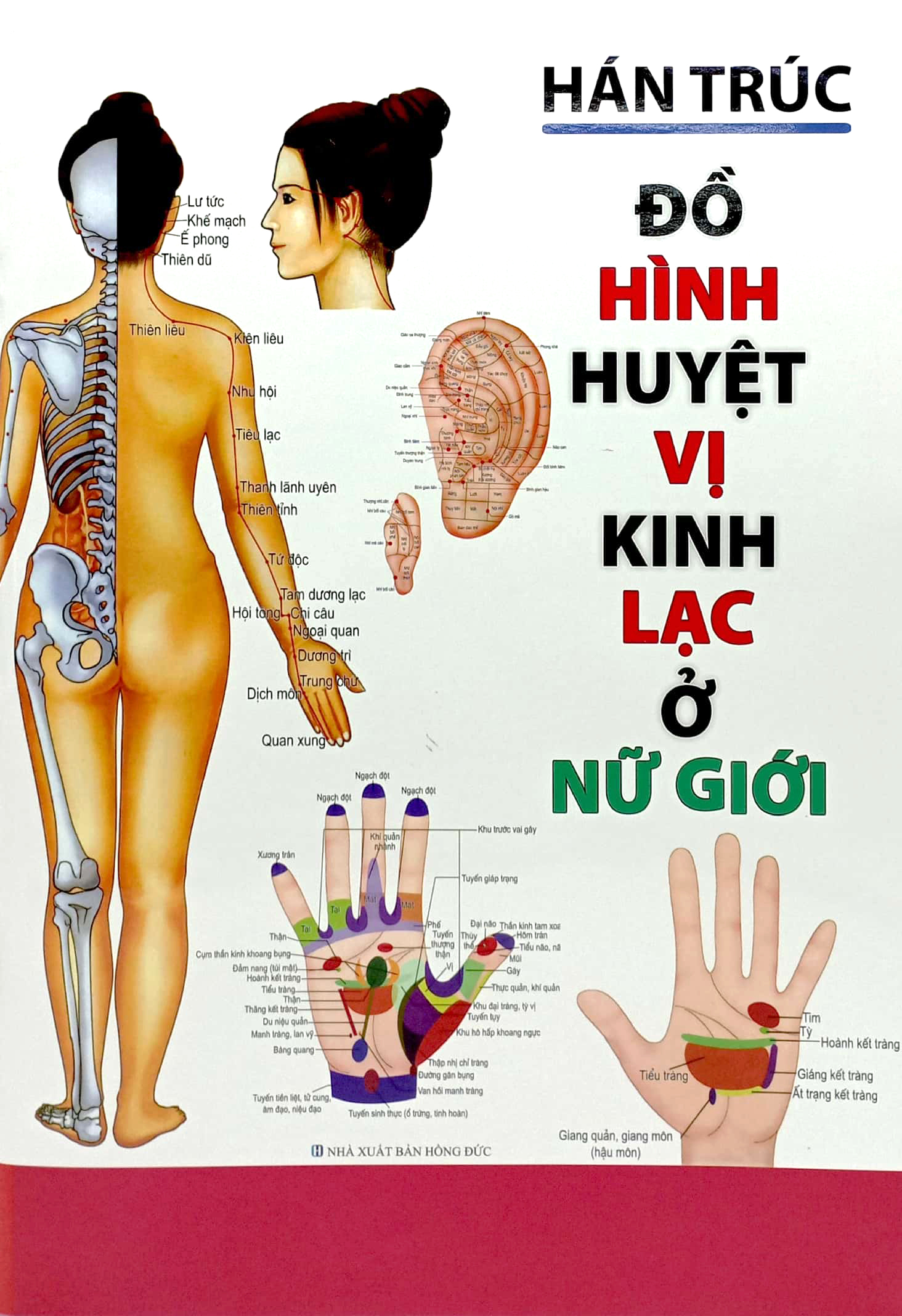 đồ hình huyệt vị kinh lạc ở nữ giới - Ảnh 2