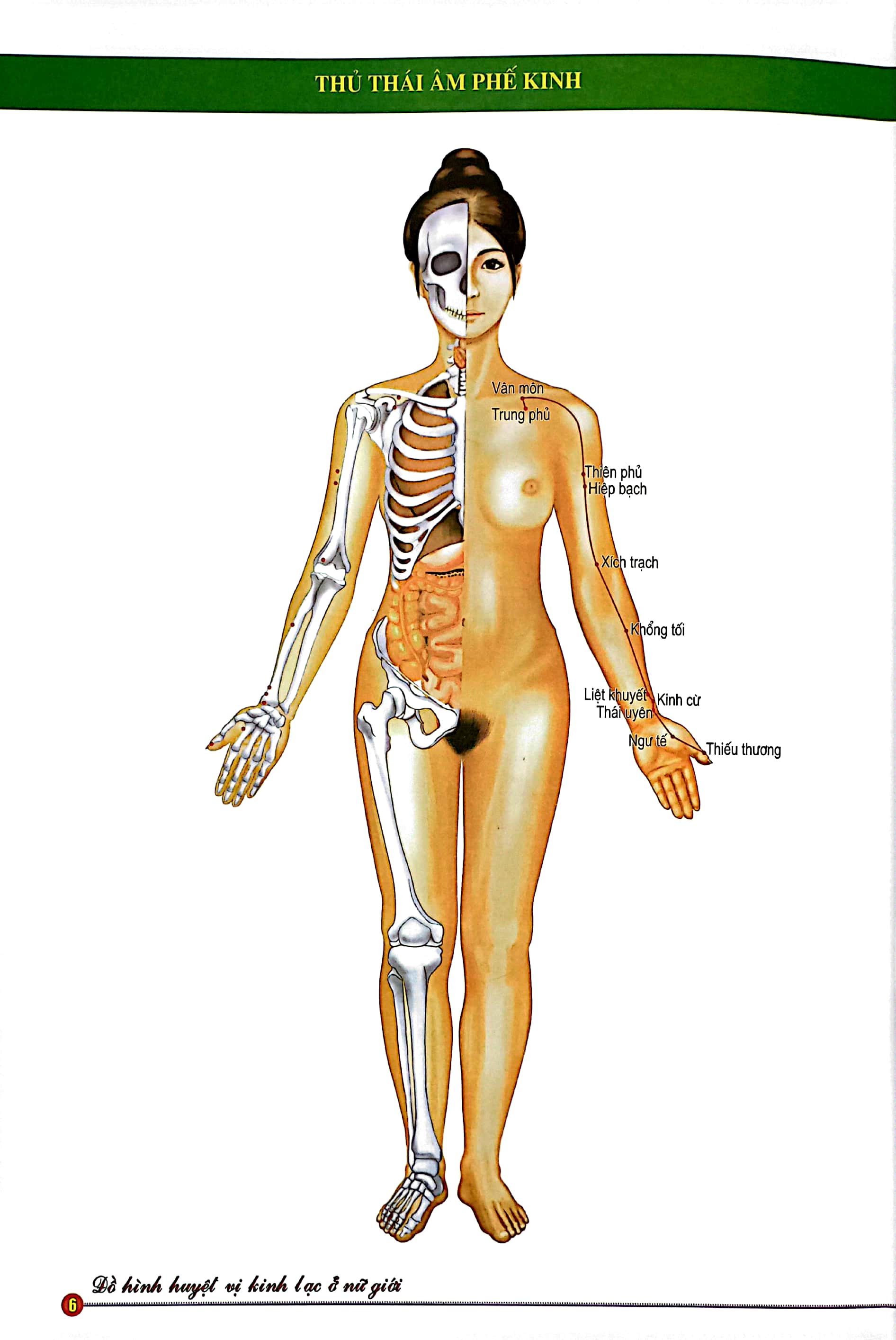 đồ hình huyệt vị kinh lạc ở nữ giới - Ảnh 4