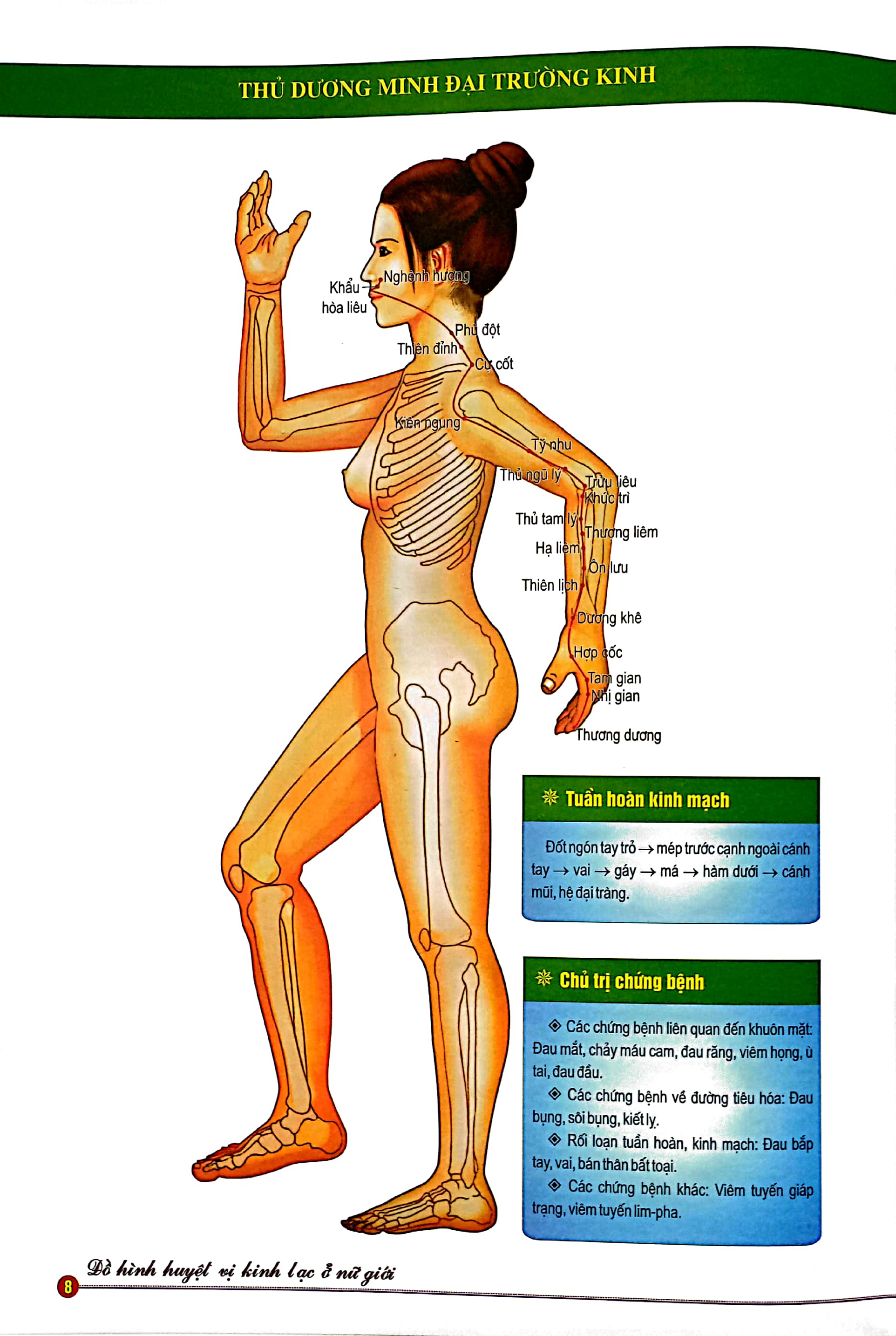 đồ hình huyệt vị kinh lạc ở nữ giới - Ảnh 6