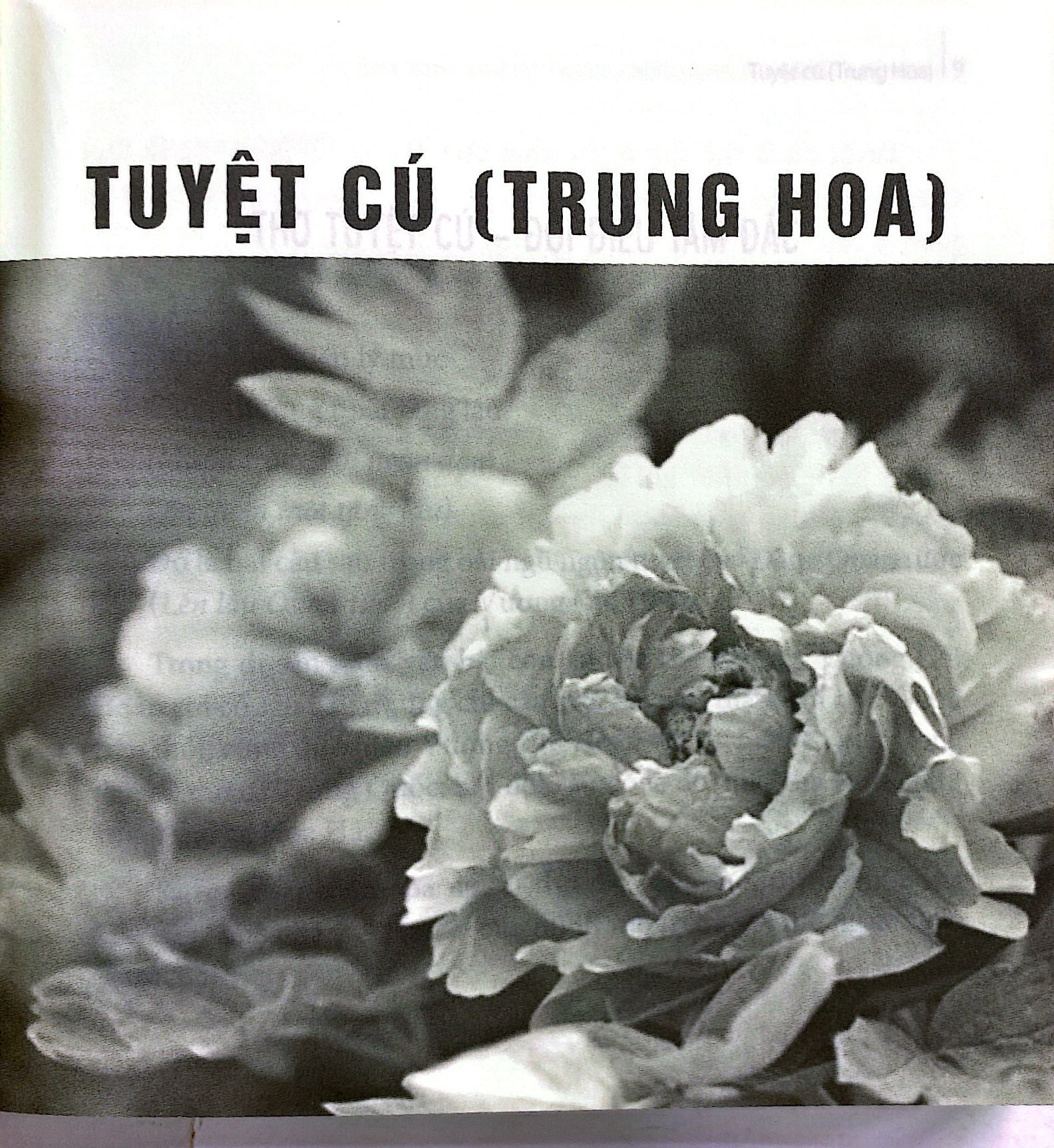 đoản thi đông á (trung hoa - korea - việt nam - nhật bản) - Ảnh 4
