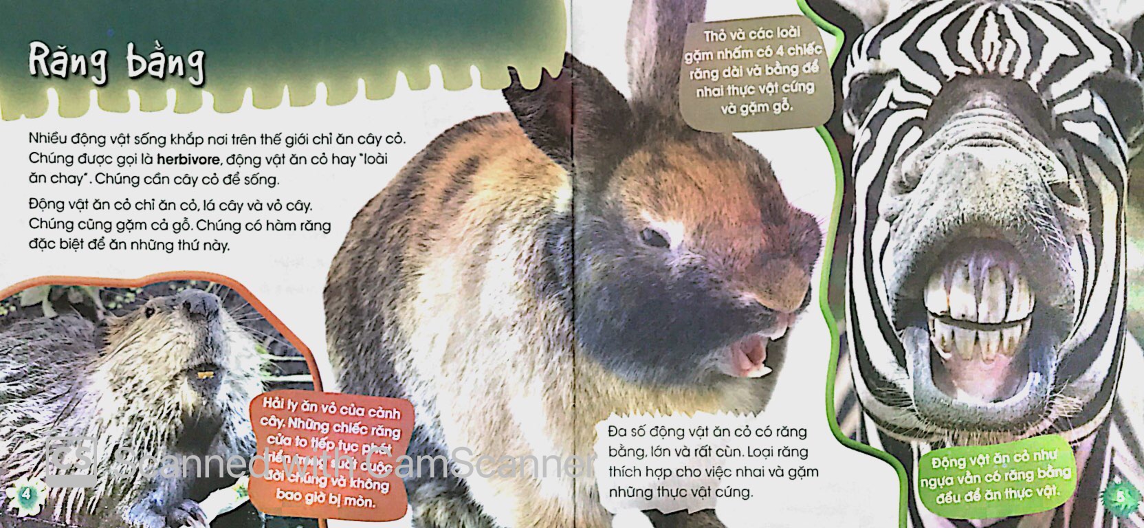 độc, lạ, phi thường - loài ăn chay - Ảnh 4