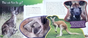 độc, lạ, phi thường - loài thú có túi - Ảnh 3