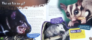 độc, lạ, phi thường - loài thú có túi - Ảnh 4